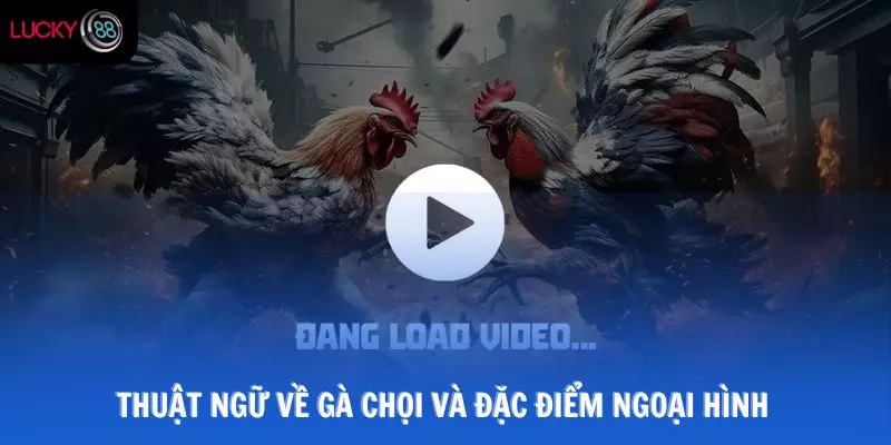 Thuật ngữ về gà chọi và đặc điểm ngoại hình