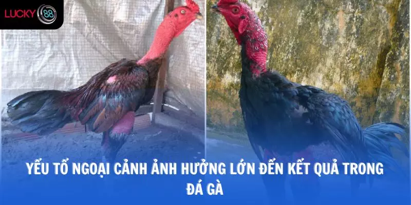 Yếu tố ngoại cảnh ảnh hưởng lớn đến kết quả trong đá gà